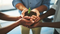 Plant, soil and teamwork with hands of business people for support, earth or environment. Collaboration, growth and investment with closeup of employees for sustainability, partnership or community.