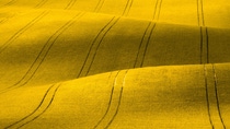 BASF introduces InVigor Gold L322, the first hybrid released in BASF’s breakthrough innovation in canola seed.