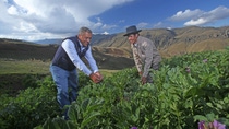 two men picking leaves in a field with scenic mountain views at a distance