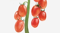 Illustration von Tomaten, die an einem Strauch hängen.
