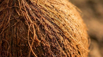 Coconut with focus on fibers Coconut with focus on fibers