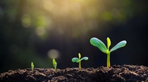 tree sapling hand planting sprout in soil with sunset close up male hand planting young tree over green background tree sapling hand planting sprout in soil with sunset close up male hand planting young tree over green background