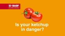 Two tomatoes on an orange background. Two tomatoes on an orange background.
