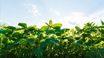 Foto: BASF / Shutterstock Foto: BASF / Shutterstock
