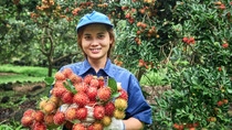 Smiling woman in blue shit and blue hat holding red fruit in a rambutan farm Smiling woman in blue shit and blue hat holding red fruit in a rambutan farm