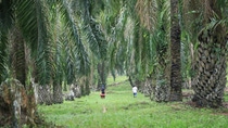 Green field surrounded by plam trees with a man and woman walking away in a distance 