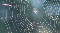 Spider web