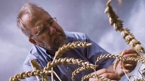 Older man with glasses inspecting wheat Older man with glasses inspecting wheat