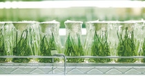 Photo: Growing plants Photo: Growing plants