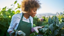 african american woman tending to kale in communal urban garden african american woman tending to kale in communal urban garden