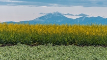 BASF’s InVigor Gold canola seed will be processed by Bunge, supporting commercialization in North America as BASF prepares for the U.S. launch in 2027. 