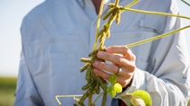 BASF’s novel nematode resistant soybean trait will be combined with leading herbicide and insect resistance traits to optimize yield and address leading causes of soybean yield loss in Brazil. BASF’s novel nematode resistant soybean trait will be combined with leading herbicide and insect resistance traits to optimize yield and address leading causes of soybean yield loss in Brazil.