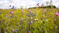 Auf dem englischen Hof „The Grange" werden moderner Nahrungsmittelanbau und Schutz der Artenvielfalt miteinander kombiniert. Der landwirtschaftliche Betrieb ist Teil des europäischen Farm Network, einer von BASF initiierten Partnerschaft. Landwirte, Agrar- und Naturschutzexperten teilen ihr Wissen und entwickeln Maßnahmen für eine optimale nachhaltige Landwirtschaft, die auch produktiv ist.

Eine Maßnahme ist das Anlegen von Blühstreifen auf unrentablen Feldflächen. Neben ertragreichen Feldern für die Getreideproduktion, entstehen dadurch neue Lebensräume für Flora und Fauna.

Andrew Pitts, Landwirt (links), und Graham Hartwell, Environmental Stewardship, BASF (rechts), prüfen die Entwicklung der Blühstreifen.