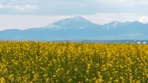 BASF introduced InVigor® Gold in 2025, a breakthrough innovation in canola seed. In June, amidst the picturesque setting of Great Falls, Montana, more than 100 enthusiastic growers, retailers and other stakeholders gathered to witness this cutting-edge advancement poised to transform agriculture.