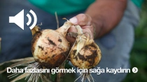 Bir çiftçinin, üzerlerinde hâlâ toprak bulunan iki taze hasat edilmiş soğanı tuttuğu yakın plan görüntü.
