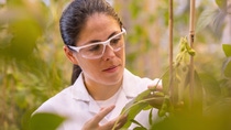 Daniela Loaiza, Assistant Scientist, examines transgenic soybean plants in the greenhouse for health and quality. The locations of the plants are tracked in the inventory system by scanning the barcode.  
Print free of charge. Copyright by BASF.
Die wissenschaftliche Mitarbeiterin Daniela Loaiza untersucht transgene Sojabohnenpflanzen im Gewächshaus auf deren Gesundheit und Qualität. Durch Scannen des Barcodes wird der Standort der Pflanzen im Bestandsführungssystem erfasst.  
Abdruck honorarfrei. Copyright by BASF. Daniela Loaiza, Assistant Scientist, examines transgenic soybean plants in the greenhouse for health and quality. The locations of the plants are tracked in the inventory system by scanning the barcode.  
Print free of charge. Copyright by BASF.
Die wissenschaftliche Mitarbeiterin Daniela Loaiza untersucht transgene Sojabohnenpflanzen im Gewächshaus auf deren Gesundheit und Qualität. Durch Scannen des Barcodes wird der Standort der Pflanzen im Bestandsführungssystem erfasst.  
Abdruck honorarfrei. Copyright by BASF.