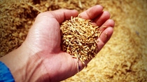 jasmine rice seed farmer hand jasmine rice seed farmer hand