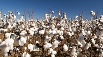 Cotton fields white with ripe cotton ready for harvesting; Shutterstock ID 106885658; PO: BASF SE; Job: Agriculture; Client: PO0000040567; Other: Manja Gewiß / Merike Kiesel Cotton fields white with ripe cotton ready for harvesting; Shutterstock ID 106885658; PO: BASF SE; Job: Agriculture; Client: PO0000040567; Other: Manja Gewiß / Merike Kiesel