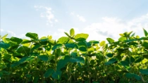 Photo: BASF / Shutterstock