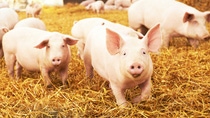herd of young piglet on hay and straw at pig breeding farm