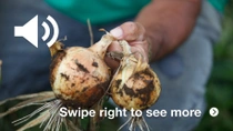 Farmer with onions Farmer with onions