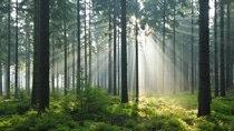 Fairytale Forest - Sunbeams in Natural Spruce Woodland