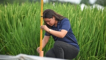 A BASF employee in a rice trial field. BASF Agricultural Solutions and IRRI have extended their scientific partnership to further advance sustainable rice cultivation.
Photo: BASF A BASF employee in a rice trial field. BASF Agricultural Solutions and IRRI have extended their scientific partnership to further advance sustainable rice cultivation.
Photo: BASF