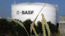 focused image of wheat and Out of focus BASF site in the background  focused image of wheat and Out of focus BASF site in the background