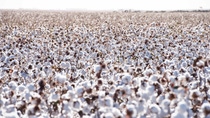 A field of brown cotton plants with many balls of white fibers in the sun.