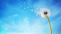 Dandelion with seeds blowing away in the wind across a clear blue sky with copy space Dandelion with seeds blowing away in the wind across a clear blue sky with copy space