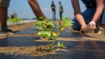 Biodegradable mulch films made of plastic support vegetable production by offering better control of weeds and less need for herbicides. Furthermore, the mulch films offer better growth conditions for the plant and an improved water management. After the production period, the film degrades fast and farmers can plant the next crop. The efficacy of the mulch film used in Ortosole is a result of close cooperation within the Farm Network – and especially by different teams of BASF and the Tiozzo family of Ortosole in Italy. Biodegradable mulch films made of plastic support vegetable production by offering better control of weeds and less need for herbicides. Furthermore, the mulch films offer better growth conditions for the plant and an improved water management. After the production period, the film degrades fast and farmers can plant the next crop. The efficacy of the mulch film used in Ortosole is a result of close cooperation within the Farm Network – and especially by different teams of BASF and the Tiozzo family of Ortosole in Italy.