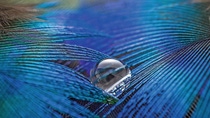Water drop on Blue and Purple  Colored Feather