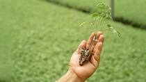 O porta enxerto para tomate é uma técnica tradicional onde duas plantas são unidas através do caule para criar uma nova planta.  O porta enxerto para tomate é uma técnica tradicional onde duas plantas são unidas através do caule para criar uma nova planta.