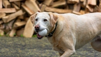 Plymouth Foam is launching its new line of dog toys under their AIREHIDE brand which uses BASF’s Infinergy material. Plymouth Foam is launching its new line of dog toys under their AIREHIDE brand which uses BASF’s Infinergy material.