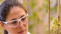 Daniela Loaiza, Assistant Scientist, examines transgenic soybean plants in the greenhouse for health and quality. The locations of the plants are tracked in the inventory system by scanning the barcode.  Print free of charge. Copyright by BASF.Die wissenschaftliche Mitarbeiterin Daniela Loaiza untersucht transgene Sojabohnenpflanzen im Gewächshaus auf deren Gesundheit und Qualität. Durch Scannen des Barcodes wird der Standort der Pflanzen im Bestandsführungssystem erfasst.  Abdruck honorarfrei. Copyright by BASF.   Daniela Loaiza, Assistant Scientist, examines transgenic soybean plants in the greenhouse for health and quality. The locations of the plants are tracked in the inventory system by scanning the barcode.  Print free of charge. Copyright by BASF.Die wissenschaftliche Mitarbeiterin Daniela Loaiza untersucht transgene Sojabohnenpflanzen im Gewächshaus auf deren Gesundheit und Qualität. Durch Scannen des Barcodes wird der Standort der Pflanzen im Bestandsführungssystem erfasst.  Abdruck honorarfrei. Copyright by BASF.