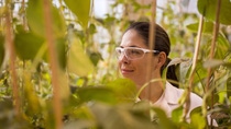Daniela Loaiza, Assistant Scientist, examines transgenic soybean plants in the greenhouse for health and quality. The locations of the plants are tracked in the inventory system by scanning the barcode.
Print free of charge. Copyright by BASF.
Die wissenschaftliche Mitarbeiterin Daniela Loaiza untersucht transgene Sojabohnenpflanzen im Gewächshaus auf deren Gesundheit und Qualität. Durch Scannen des Barcodes wird der Standort der Pflanzen im Bestandsführungssystem erfasst.
Abdruck honorarfrei. Copyright by BASF. Daniela Loaiza, Assistant Scientist, examines transgenic soybean plants in the greenhouse for health and quality. The locations of the plants are tracked in the inventory system by scanning the barcode.
Print free of charge. Copyright by BASF.
Die wissenschaftliche Mitarbeiterin Daniela Loaiza untersucht transgene Sojabohnenpflanzen im Gewächshaus auf deren Gesundheit und Qualität. Durch Scannen des Barcodes wird der Standort der Pflanzen im Bestandsführungssystem erfasst.
Abdruck honorarfrei. Copyright by BASF.