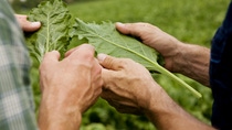 Zwei  Landwirte begutachten die Wirkung eines innovativen Pflanzenschutzmittels auf einem Feld. Auf dem BASF Gutsbetrieb Rehhütte werden Pflanzenschutzmittel unter Praxisbedingungen getestet. Die dabei gewonnen Erkenntnisse fließen in die Entwicklung neuer Wirkstoffe.
Two farmers observe the effectiveness of an innovative crop protection product in a field. At BASF’s Rehhütte Farm, crop protection products are tested under real-life conditions, providing results that can be used in the development of new active ingredients. Zwei  Landwirte begutachten die Wirkung eines innovativen Pflanzenschutzmittels auf einem Feld. Auf dem BASF Gutsbetrieb Rehhütte werden Pflanzenschutzmittel unter Praxisbedingungen getestet. Die dabei gewonnen Erkenntnisse fließen in die Entwicklung neuer Wirkstoffe.
Two farmers observe the effectiveness of an innovative crop protection product in a field. At BASF’s Rehhütte Farm, crop protection products are tested under real-life conditions, providing results that can be used in the development of new active ingredients.