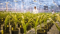 Scientists in the plant management team monitor the stage and quality of transgenic corn plants in the greenhouse. The plants are being grown for the fungal resistant corn project. Fungal diseases lead to high economic losses every year. BASF Plant Science is developing traits to make corn plants resistant to specific fungal pathogens.
Print free of charge. Copyright by BASF.
Wissenschaftliche Mitarbeiter überwachen Qualität und Entwicklung transgener Maispflanzen im Gewächshaus. Die Pflanzen werden im Rahmen eines  Projekts für pilzresistenten Mais gezüchtet. Schadpilze führen jedes Jahr zu hohen wirtschaftlichen Verlusten. Die BASF Plant Science entwickelt Pflanzenmerkmale, um Maispflanzen resistent gegenüber verschiedenen Schadpilzen zu machen.
Abdruck honorarfrei. Copyright by BASF.,Scientists in the plant management team monitor the stage and quality of transgenic corn plants in the greenhouse. The plants are being grown for the fungal resistant corn project. Fungal diseases lead to high economic losses every year. BASF Plant Science is developing traits to make corn plants resistant to specific fungal pathogens.
Print free of charge. Copyright by BASF.
Wissenschaftliche Mitarbeiter überwachen Qualität und Entwicklung transgener Maispflanzen im Gewächshaus. Die Pflanzen werden im Rahmen eines  Projekts für pilzresistenten Mais gezüchtet. Schadpilze führen jedes Jahr zu hohen wirtschaftlichen Verlusten. Die BASF Plant Science entwickelt Pflanzenmerkmale, um Maispflanzen resistent gegenüber verschiedenen Schadpilzen zu machen.
Abdruck honorarfrei. Copyright by BASF. Scientists in the plant management team monitor the stage and quality of transgenic corn plants in the greenhouse. The plants are being grown for the fungal resistant corn project. Fungal diseases lead to high economic losses every year. BASF Plant Science is developing traits to make corn plants resistant to specific fungal pathogens.
Print free of charge. Copyright by BASF.
Wissenschaftliche Mitarbeiter überwachen Qualität und Entwicklung transgener Maispflanzen im Gewächshaus. Die Pflanzen werden im Rahmen eines  Projekts für pilzresistenten Mais gezüchtet. Schadpilze führen jedes Jahr zu hohen wirtschaftlichen Verlusten. Die BASF Plant Science entwickelt Pflanzenmerkmale, um Maispflanzen resistent gegenüber verschiedenen Schadpilzen zu machen.
Abdruck honorarfrei. Copyright by BASF.,Scientists in the plant management team monitor the stage and quality of transgenic corn plants in the greenhouse. The plants are being grown for the fungal resistant corn project. Fungal diseases lead to high economic losses every year. BASF Plant Science is developing traits to make corn plants resistant to specific fungal pathogens.
Print free of charge. Copyright by BASF.
Wissenschaftliche Mitarbeiter überwachen Qualität und Entwicklung transgener Maispflanzen im Gewächshaus. Die Pflanzen werden im Rahmen eines  Projekts für pilzresistenten Mais gezüchtet. Schadpilze führen jedes Jahr zu hohen wirtschaftlichen Verlusten. Die BASF Plant Science entwickelt Pflanzenmerkmale, um Maispflanzen resistent gegenüber verschiedenen Schadpilzen zu machen.
Abdruck honorarfrei. Copyright by BASF.