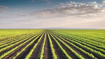 Soybean Field Rows in spring