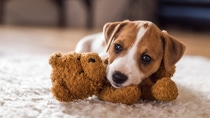 jack russel puppy on white carpet