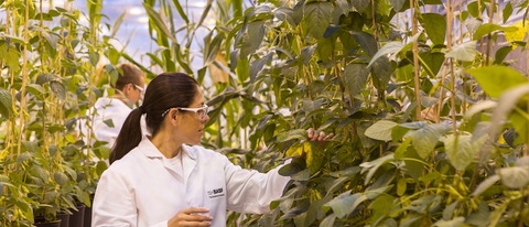 Daniela Loaiza, Assistant Scientist, examines transgenic soybean plants in the greenhouse for health and quality. The locations of the plants are tracked in the inventory system by scanning the barcode.
Print free of charge. Copyright by BASF.
Die wissenschaftliche Mitarbeiterin Daniela Loaiza untersucht transgene Sojabohnenpflanzen im Gewächshaus auf deren Gesundheit und Qualität. Durch Scannen des Barcodes wird der Standort der Pflanzen im Bestandsführungssystem erfasst.
Abdruck honorarfrei. Copyright by BASF.,Daniela Loaiza, Assistant Scientist, examines transgenic soybean plants in the greenhouse for health and quality. The locations of the plants are tracked in the inventory system by scanning the barcode.
Print free of charge. Copyright by BASF.
Die wissenschaftliche Mitarbeiterin Daniela Loaiza untersucht transgene Sojabohnenpflanzen im Gewächshaus auf deren Gesundheit und Qualität. Durch Scannen des Barcodes wird der Standort der Pflanzen im Bestandsführungssystem erfasst.
Abdruck honorarfrei. Copyright by BASF. Daniela Loaiza, Assistant Scientist, examines transgenic soybean plants in the greenhouse for health and quality. The locations of the plants are tracked in the inventory system by scanning the barcode.
Print free of charge. Copyright by BASF.
Die wissenschaftliche Mitarbeiterin Daniela Loaiza untersucht transgene Sojabohnenpflanzen im Gewächshaus auf deren Gesundheit und Qualität. Durch Scannen des Barcodes wird der Standort der Pflanzen im Bestandsführungssystem erfasst.
Abdruck honorarfrei. Copyright by BASF.,Daniela Loaiza, Assistant Scientist, examines transgenic soybean plants in the greenhouse for health and quality. The locations of the plants are tracked in the inventory system by scanning the barcode.
Print free of charge. Copyright by BASF.
Die wissenschaftliche Mitarbeiterin Daniela Loaiza untersucht transgene Sojabohnenpflanzen im Gewächshaus auf deren Gesundheit und Qualität. Durch Scannen des Barcodes wird der Standort der Pflanzen im Bestandsführungssystem erfasst.
Abdruck honorarfrei. Copyright by BASF.