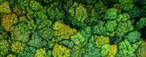 Aerial drone view of stunning colorful autumn fall forest Aerial drone view of stunning colorful autumn fall forest