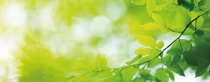 Spring background with fresh green leaves. Spring background with fresh green leaves.