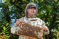 A man in a beekeeping suit holding a honeycomb.