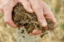 Hände halten einen Erdklumpen Hände halten einen Erdklumpen