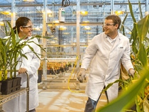 Die wissenschaftlichen Mitarbeiter Daniela Loaiza (links) und Thomas Blanchard (rechts) besprechen die Qualität und Entwicklung transgener Maispflanzen im Gewächshaus. Die Pflanzen werden im Rahmen eines Projekts für pilzresistenten Mais gezüchtet. Schadpilze führen jedes Jahr zu hohen wirtschaftlichen Verlusten. Die BASF Plant Science entwickelt Pflanzenmerkmale, um Maispflanzen resistent gegenüber verschiedenen Schadpilzen zu machen.