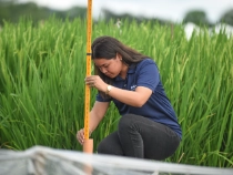 Eine BASF-Mitarbeiterin auf einem Versuchsfeld für Reis. BASF Agricultural Solutions und IRRI bauen ihre wissenschaftliche Partnerschaft aus, um den nachhaltigen Reisanbau weiter voranzutreiben.

Foto: BASF