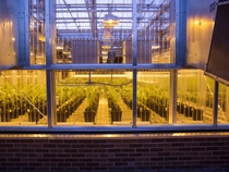 Der Research Triangle Park (RTP) in North Carolina (USA) ist eines von sechs BASF-Zentren für Forschung und Entwicklung in Nordamerika. Der RTP verfügt über diverse Labore und Gewächshäuser für verschiedene Forschungs- und Entwicklungsprojekte. In diesem Gewächshaus werden Pflanzen für das Projekt für pilzresistenten Mais gezüchtet.