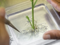 Eine gesunde, verwurzelte Maispflanze wurde aussortiert und kommt für weitere Versuche ins Gewächshaus. Die Pflanze wurde mit Agrobacterium transformiert. Agrobacterium ist ein gängiges Bodenbakterium, das in der Lage ist, Erbgut auf Pflanzenzellen zu übertragen. Mit dieser Methode können bevorzugte Merkmale, wie zum Beispiel Schädlingsresistenz oder Herbizidtoleranz, auf die Maispflanze übertragen werden.