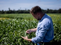 BASF Agricultural Solutions hat den Registrierungsprozess für Replexor™ Active gestartet, einem neuen PPO -Herbizidwirkstoff zur Kontrolle breitblättriger Unkräuter und Ungräser. Langfristig könnte Replexor Active dazu beitragen, Unkrautmanagement-Programme auf weltweit mehr als 50 Millionen Hektar zu unterstützen. 
Foto: BASF